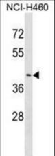 FEZ2 Antibody western blot of NCI-H460 cell line lysates (35 ug/lane). The FEZ2 antibody detected the FEZ2 protein (arrow).