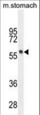 FEZF1 Antibody western blot of mouse stomach tissue lysates (35 ug/lane). The FEZF1 antibody detected the FEZF1 protein (arrow).