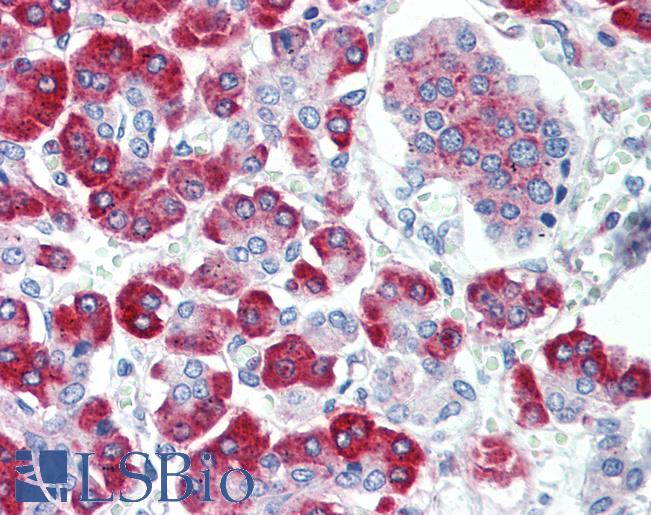 Anti-FFAR1 / GPR40 antibody IHC staining of human pancreas. Immunohistochemistry of formalin-fixed, paraffin-embedded tissue after heat-induced antigen retrieval.