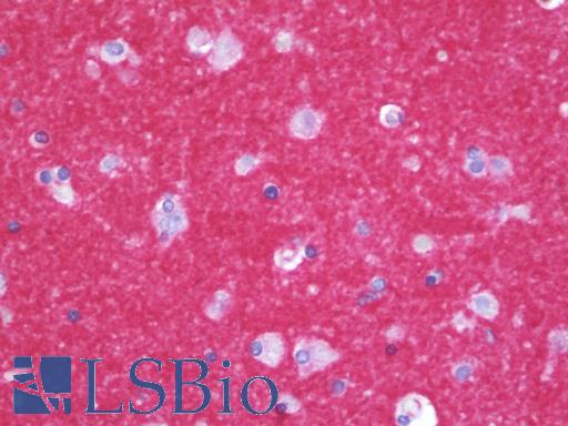 Anti-CNTNAP1 / CASPR / p190 antibody IHC staining of human brain, cortex. Immunohistochemistry of formalin-fixed, paraffin-embedded tissue after heat-induced antigen retrieval. Antibody LS-B9796 dilution 1:50.