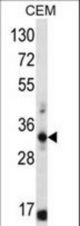 FFAR1 Antibody western blot of CEM cell line lysates (35 ug/lane). The FFAR1 antibody detected the FFAR1 protein (arrow).