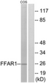 Western blot of extracts from COS7 cells, treated with forskolin 40 nM 30', using FFAR1 Antibody. The lane on the right is treated with the synthesized peptide.