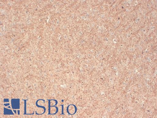 IHC analysis of CASPR using CNTNAP1 / CASPR / p190 antibody, tested on mouse brain. Staining of myelin fibers. All the myelin fibers appear positive.