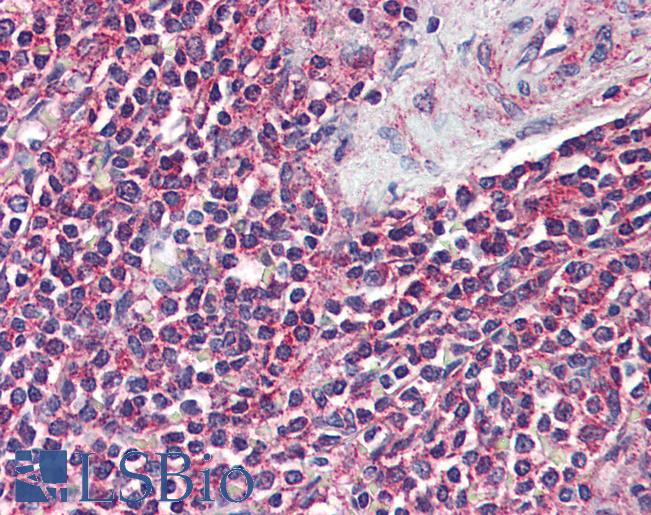 Anti-GPR43 antibody LS-A1586 IHC of human spleen. Immunohistochemistry of formalin-fixed, paraffin-embedded tissue after heat-induced antigen retrieval.