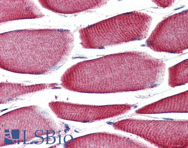 Anti-GPR43 antibody LS-A1586 IHC of human skeletal muscle. Immunohistochemistry of formalin-fixed, paraffin-embedded tissue after heat-induced antigen retrieval.