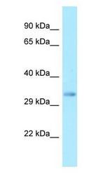 FFAR2 / GPR43 antibody Western Blot of Fetal Liver.
