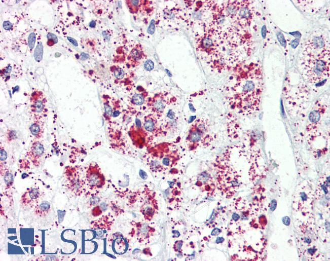 Anti-FFAR3 antibody LS-A1737 IHC of human adrenal. Immunohistochemistry of formalin-fixed, paraffin-embedded tissue after heat-induced antigen retrieval.