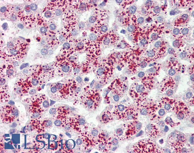 Anti-FFAR3 antibody LS-A1737 IHC of human liver. Immunohistochemistry of formalin-fixed, paraffin-embedded tissue after heat-induced antigen retrieval.