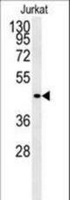 Western blot of FFAR3 Antibody in Jurkat cell line lysates (35 ug/lane). FFAR3 (arrow) was detected using the purified antibody.