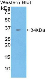 Western blot of recombinant CNTNAP1 / CASPR / p190.