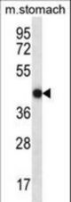 FGD2 Antibody western blot of mouse stomach tissue lysates (35 ug/lane). The FGD2 antibody detected the FGD2 protein (arrow).