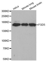 Western blot analysis of extracts of various cell lines, using FGD5 antibody.
