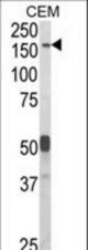 Western blot of CNTNAP2 Antibody in CEM cell line lysates (35 ug/lane). CNTNAP2 (arrow) was detected using the purified antibody.