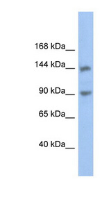 CNTNAP3 antibody LS-C111259 Western blot of DU145 cell lysate.