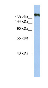 CNTNAP4 antibody LS-C111256 Western blot of 721_B cell lysate.