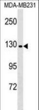 CNTNAP4 Antibody western blot of MDA-MB231 cell line lysates (35 ug/lane). The CNTNAP4 antibody detected the CNTNAP4 protein (arrow).