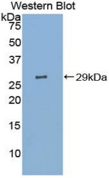 Western blot of recombinant CNTNAP4 / CASPR4.