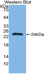 Western blot of recombinant CNTNAP4 / CASPR4.