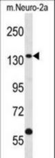 CNTROB Antibody western blot of mouse Neuro-2a cell line lysates (35 ug/lane). The CNTROB antibody detected the CNTROB protein (arrow).