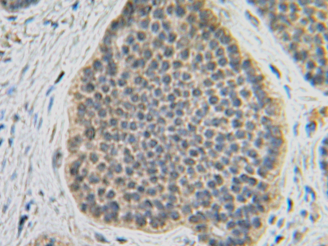 IHC of FGF10 antibody LS-C104331