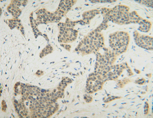 IHC of FGF10 antibody LS-C104331