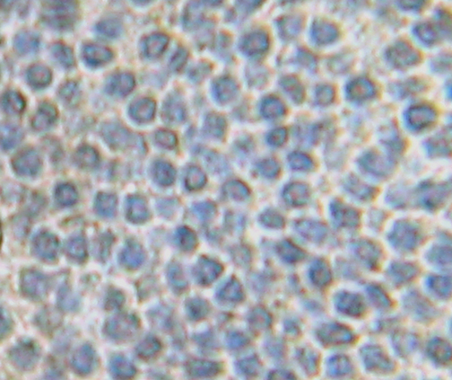 IHC of FGF10 antibody LS-C104331