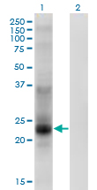 Western Blot analysis of TSPAN8 expression in transfected 293T cell line by TSPAN8 monoclonal antibody (M02), clone 1E5.Lane 1: TSPAN8 transfected lysate (Predicted MW: 26.1 KDa).Lane 2: Non-transfected lysate.
