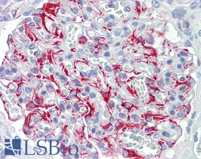 Anti-FGF11 / FGF-11 antibody IHC staining of human kidney. Immunohistochemistry of formalin-fixed, paraffin-embedded tissue after heat-induced antigen retrieval.