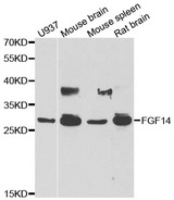 Western blot analysis of extracts of various cell lines, using FGF14 antibody.