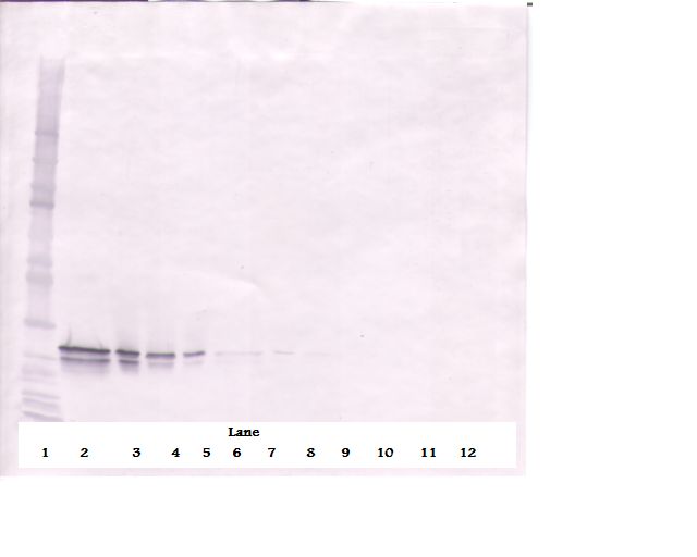 Western Blot (reducing) of FGF16 antibody LS-C104275