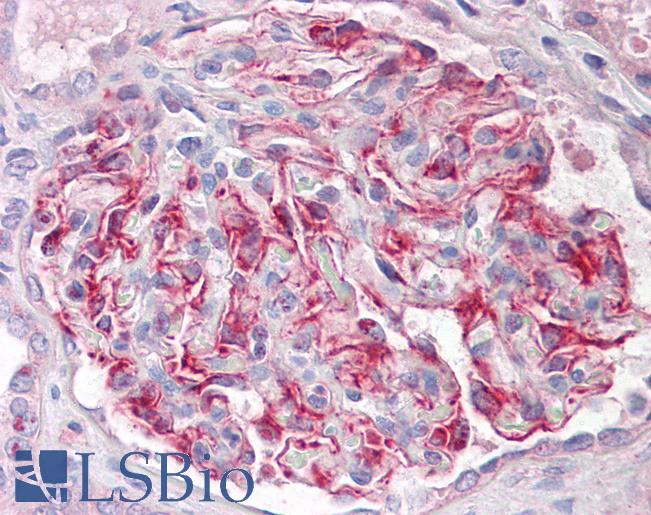 Anti-FGF18 antibody IHC of human kidney. Immunohistochemistry of formalin-fixed, paraffin-embedded tissue after heat-induced antigen retrieval. Antibody LS-B7680 dilution 10 ug/ml.
