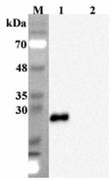 Western blot analysis using anti-FGF-19 (human), mAb (FG369-1) at 1:2000 dilution. 1: Human FGF-19 (His-tagged). 2: Mouse vaspin (His-tagged) (negative control).