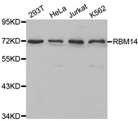 Western blot analysis of extracts of various cell lines, using RBM14 antibody.