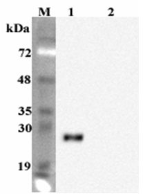 Western blot analysis using anti-FGF-19 (human), mAb (FG98-6) at 1:2000 dilution. 1: Human FGF-19 (His-tagged). 2: Mouse vaspin (His-tagged) (negative control).