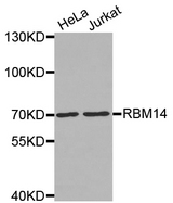 Western blot analysis of extracts of various cell lines, using RBM14 antibody.