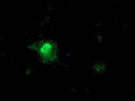 Anti-FGF21 mouse monoclonal antibody immunofluorescent staining of COS7 cells transiently transfected by pCMV6-ENTRY FGF21.