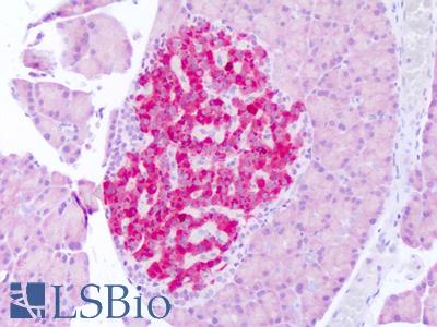 Anti-FGF21 antibody IHC of rat pancreas. Immunohistochemistry of formalin-fixed, paraffin-embedded tissue after heat-induced antigen retrieval. Antibody LS-B5864 concentration 5 ug/ml.