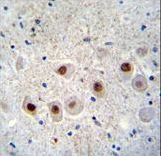 RBM14 Antibody immunohistochemistry of formalin-fixed and paraffin-embedded human brain tissue followed by peroxidase-conjugated secondary antibody and DAB staining.