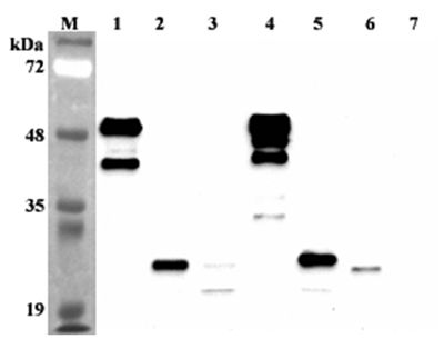 Western blot analysis using anti-FGF-21 (human), mAb (FG224-7) at 1:2000 dilution. 1: Human FGF-21 Fc-protein. 2: Human FGF-21 (FLAG-tagged). 4: Mouse FGF-21 Fc protein. 5: Mouse FGF-21 (His-tagged). 6: Human FGF-21 (His-tagged) from competitor. 7: Human Jagged-1 Fc-protein (negative control).