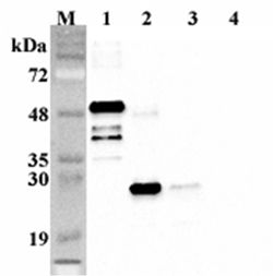 Western blot analysis using anti-FGF-21 (human), mAb (FG348-1) at 1:2000 dilution. 1: Human FGF-21 Fc-protein. 2: Human FGF-21 (FLAG-tagged). 4: Human Jagged-1 Fc-protein (negative control).