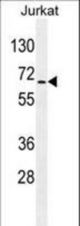 RBM14 Antibody western blot of Jurkat cell line lysates (35 ug/lane). The RBM14 antibody detected the RBM14 protein (arrow).