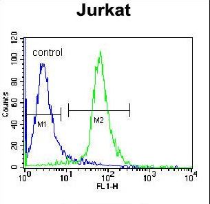 RBM14 Antibody flow cytometry of Jurkat cells (right histogram) compared to a negative control cell (left histogram). FITC-conjugated donkey-anti-rabbit secondary antibodies were used for the analysis.