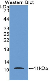Western blot of recombinant FGF3.