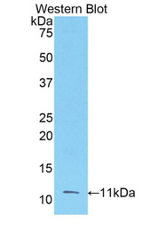 Western blot of recombinant FGF3.