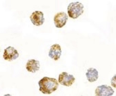 Immunocytochemistry of FGF4 in 3T3 cells with FGF4 antibody at 2.5 ug/ml.