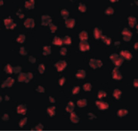 Immunofluorescence of FGF4 in 3T3 cells with FGF4 antibody at 2.5 ug/ml.