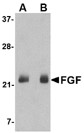 Western blot of FGF4 in NIH 3T3 cell lysate with FGF4 antibody at (A) 0.5 and (B) 1 ug/ml.