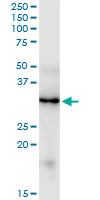 FGF5 monoclonal antibody (M01), clone 1B4. Western Blot analysis of FGF5 expression in human colon.