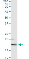 Immunoprecipitation of FGF5 transfected lysate using anti-FGF5 monoclonal antibody and Protein A Magnetic Bead, and immunoblotted with FGF5 rabbit polyclonal antibody.
