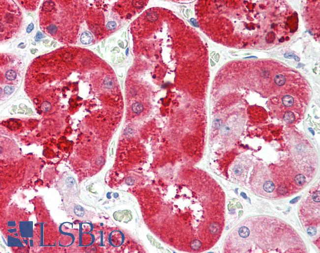 Anti-FGF5 antibody IHC staining of human kidney. Immunohistochemistry of formalin-fixed, paraffin-embedded tissue after heat-induced antigen retrieval. Antibody LS-B10340 concentration 5 ug/ml.